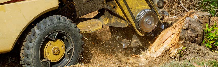 Stump Removal Services