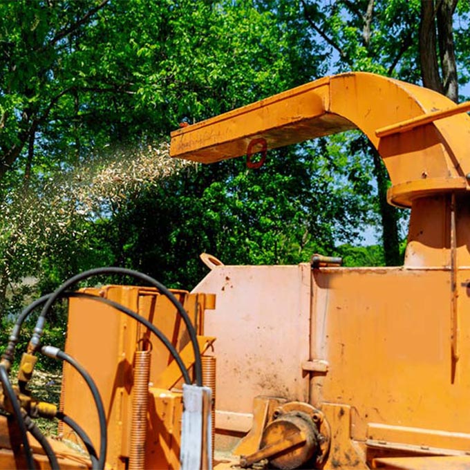 Central Coast Tree Specialist Tree Expert