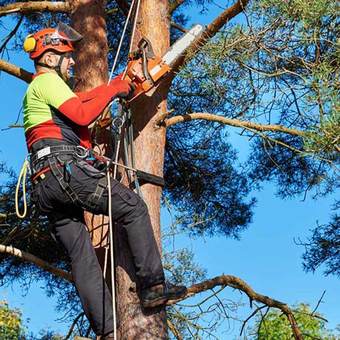 Central Coast Tree Specialist Tree Expert